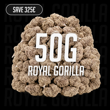 Royal Gorilla – 24 % THCA, 50 g