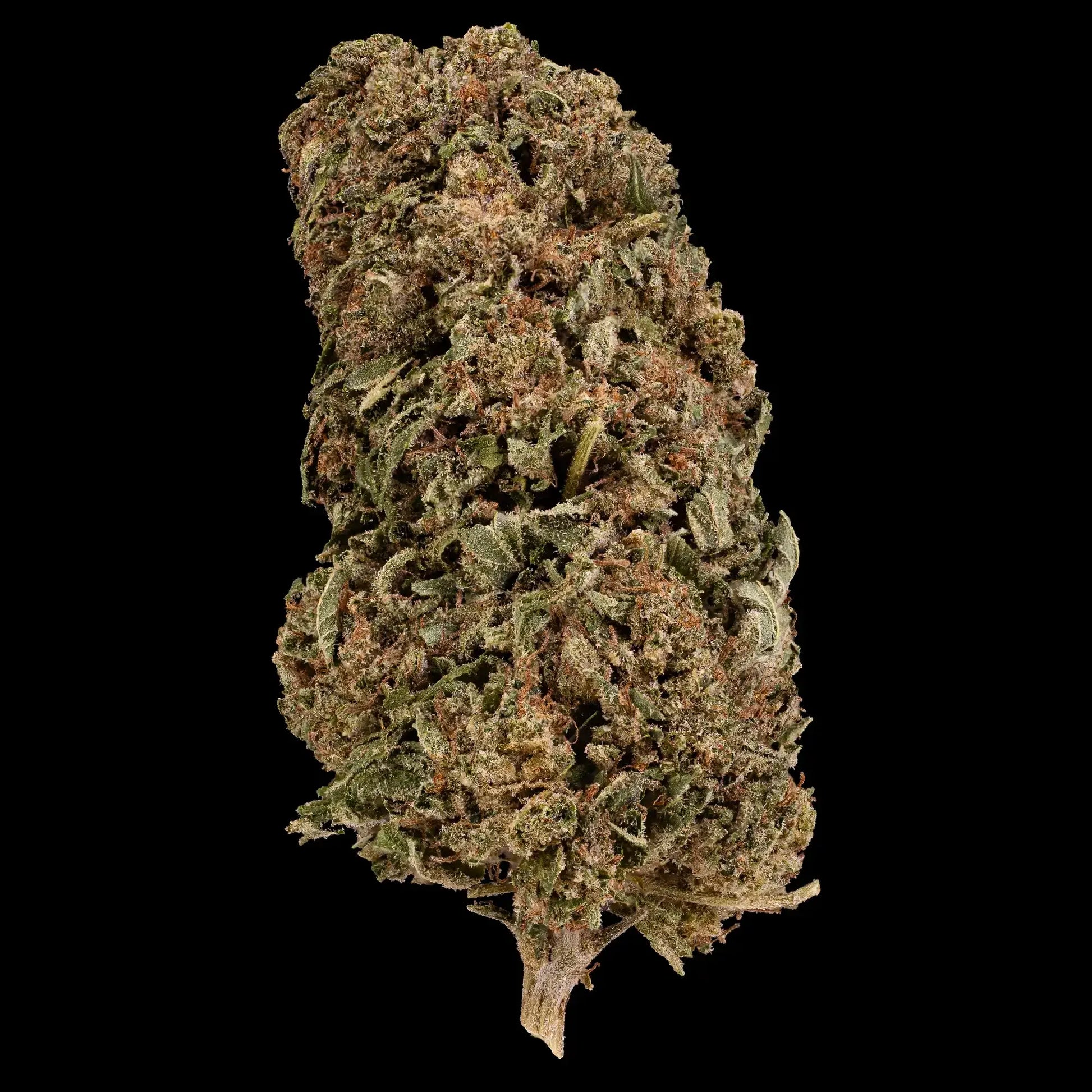 Cereal Milk 15% CBD glasshouse cannabis flower with dense trichomes