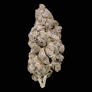 Aarhus Puff 22% THCA indoor cannabis flower with dense frosted buds