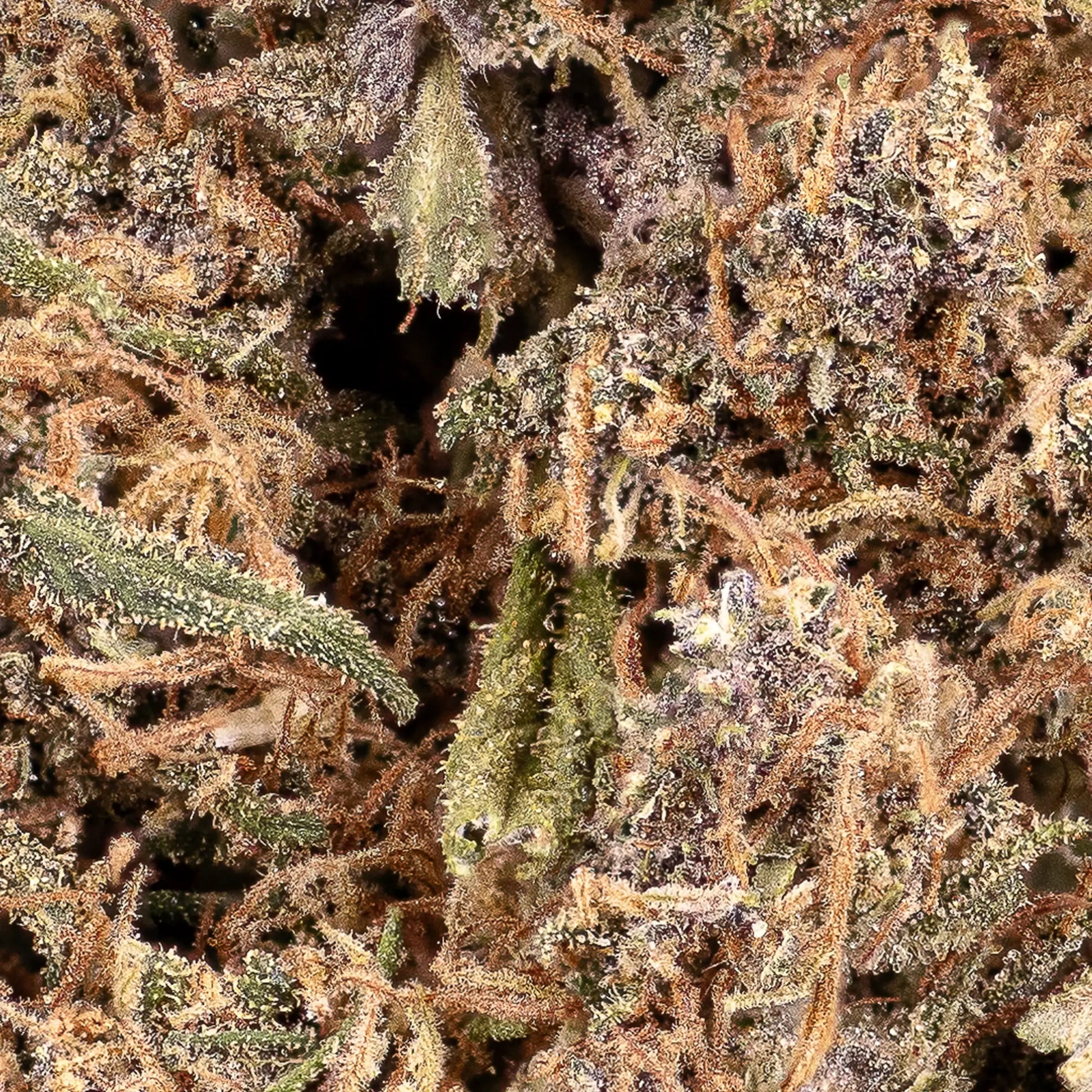 Close-up of Sundae Diver CBD bud showing orange pistils and trichomes