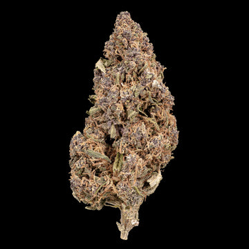 Sundae Diver – 17 % CBD