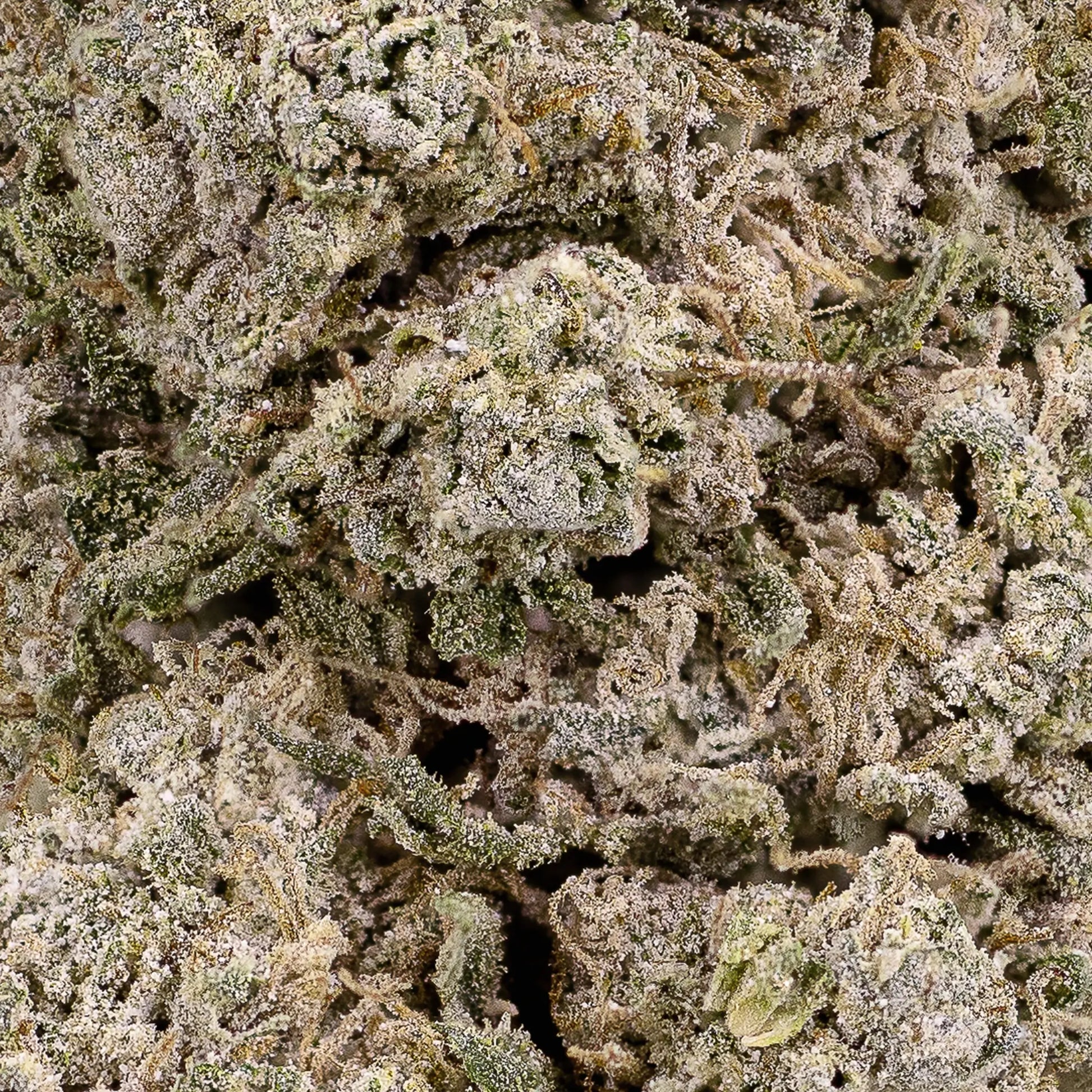 Close-up of Copenhagen Kush THCA bud showing compact kush structure