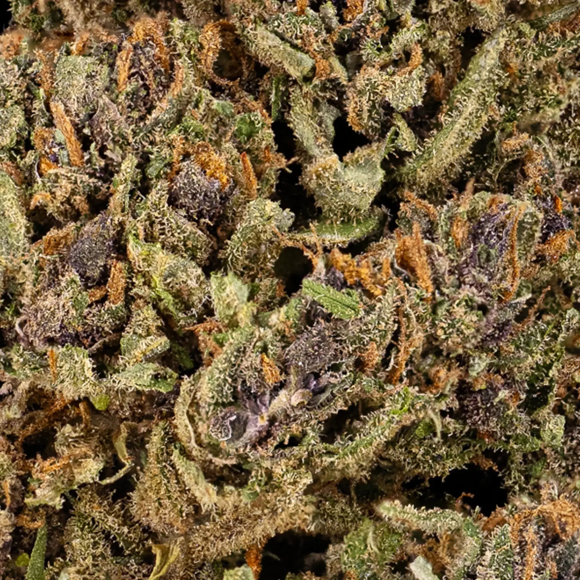 Close-up of Cherry Poppers CBD bud showing trichomes and colorful structure