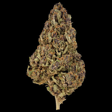 Dried cannabis bud on a black background