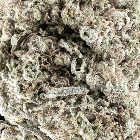 Close-up of N*1 Sativa THCA bud showing compact structure and orange pistils