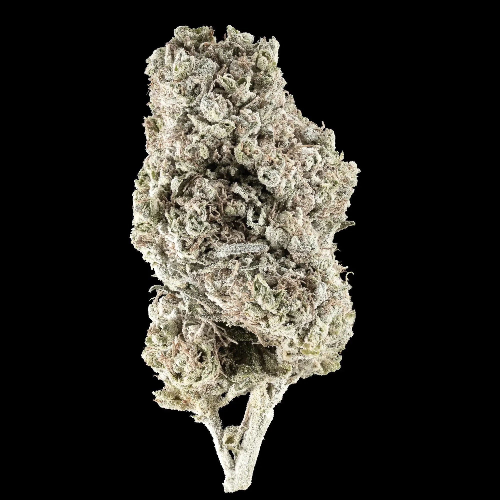 N*1 Sativa 23% THCA glasshouse cannabis flower with dense trichomes