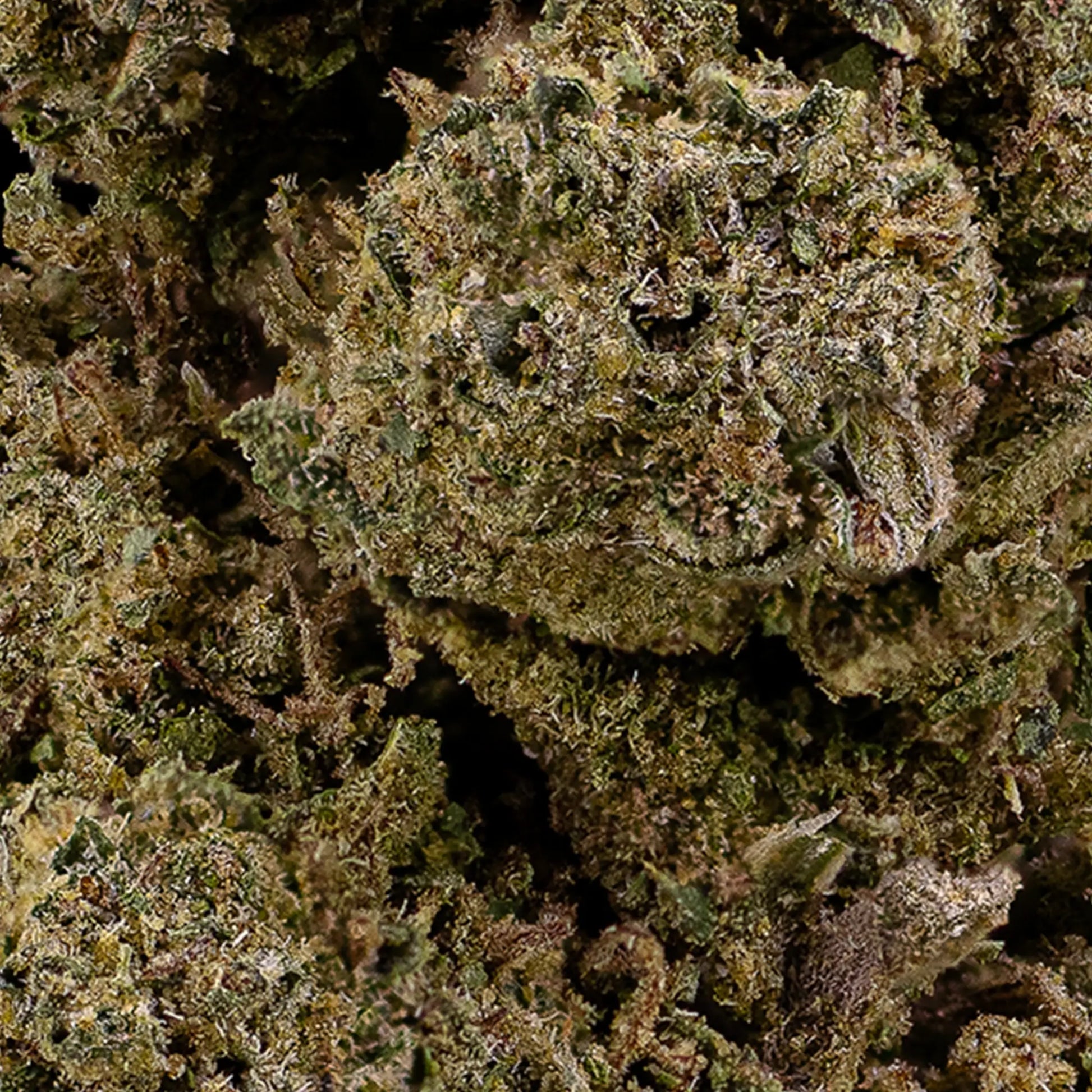 Close-up of O.G. Kush CBD bud showing dense structure and orange pistils