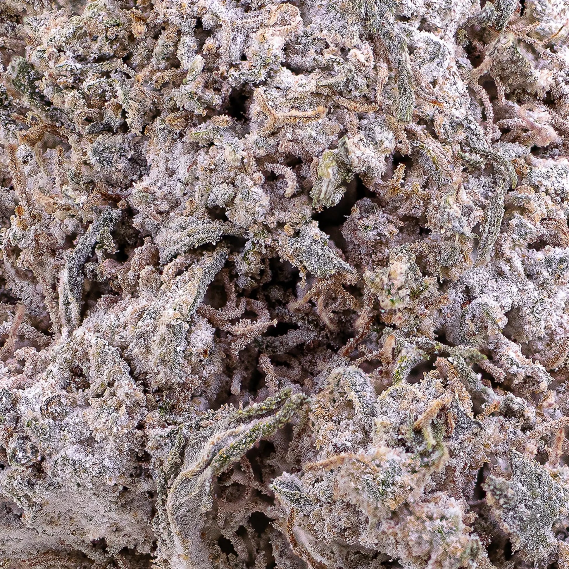 Close-up of Odense OG THCA bud showing compact structure and orange pistils
