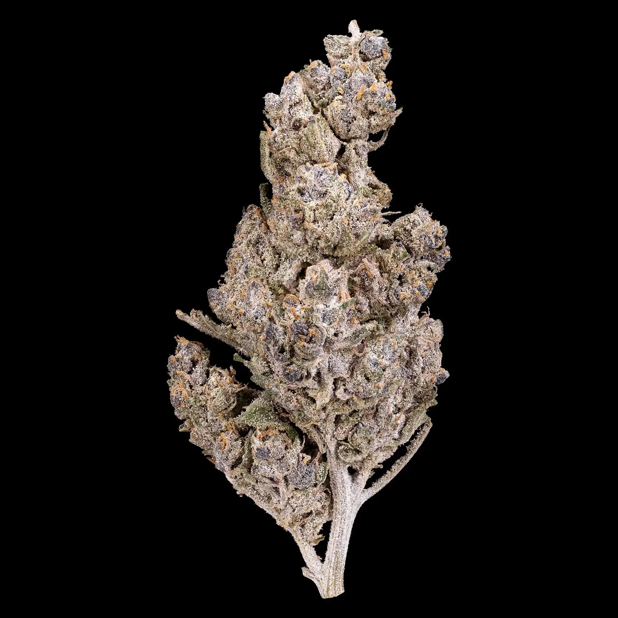 Blue Dream 24% THCA indoor cannabis flower with frosted trichomes