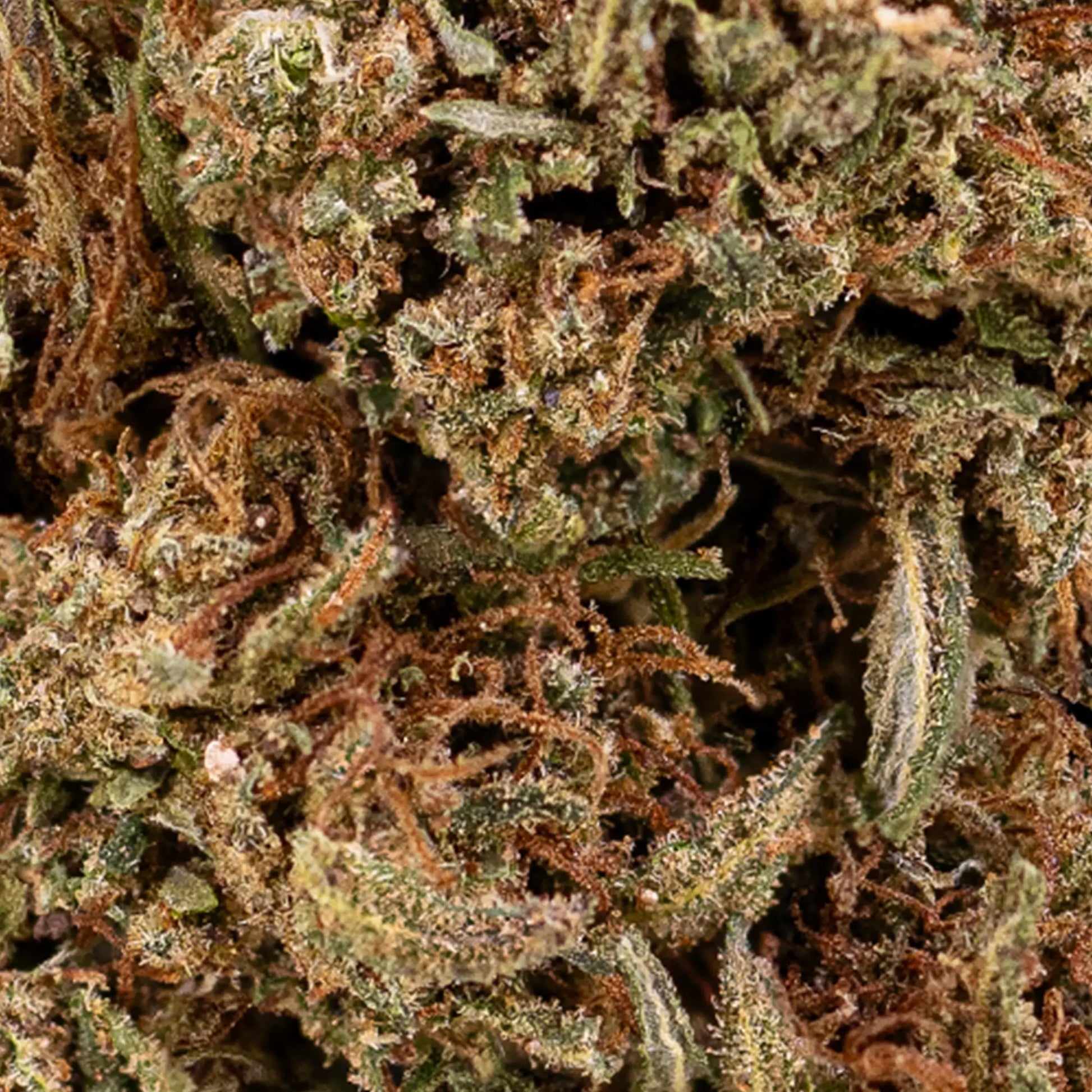 Close-up of Pineapple Express CBD bud showing dense trichomes