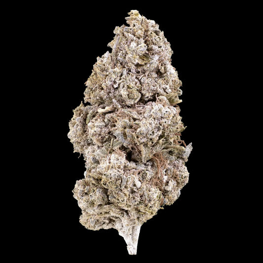 Royal Gorilla 24% THCA indoor cannabis flower with dense trichome coverage