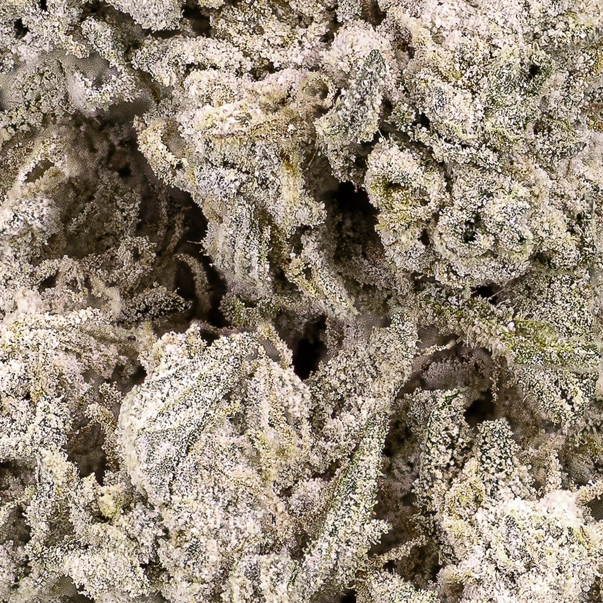 Close-up of Stockholm Special THCA bud showing compact frosted structure