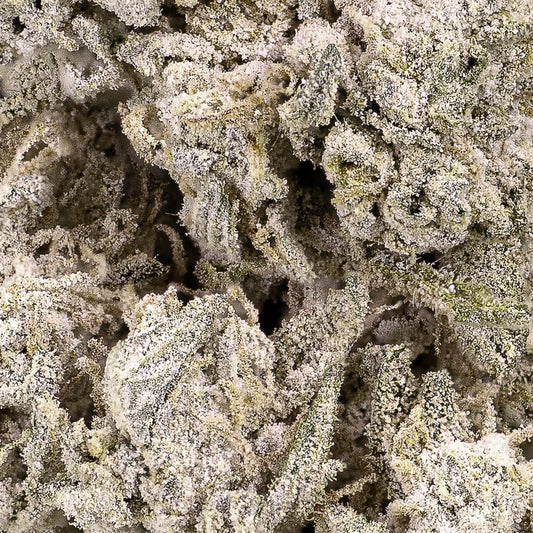 Close-up of Stockholm Special THCA bud showing compact frosted structure