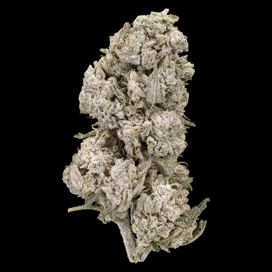Stockholm Special 23% THCA indoor cannabis flower with purple tones and dense trichomes