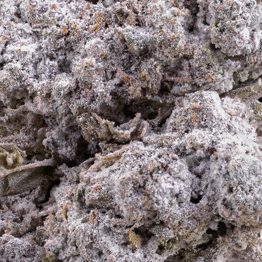 Close-up of Tiger King THCA bud showing compact hybrid structure