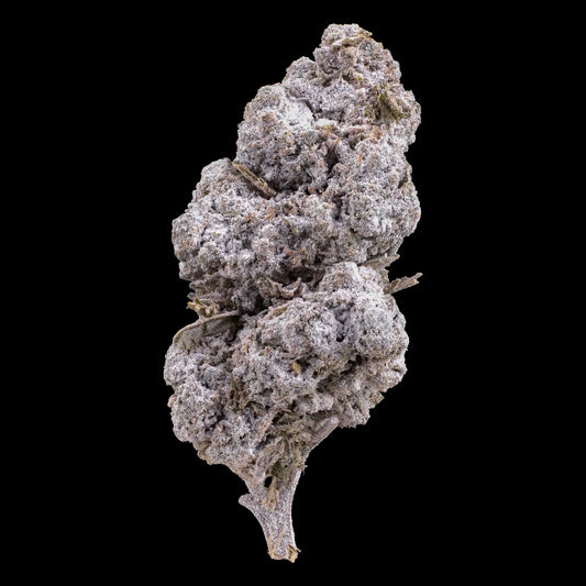 Tiger King 24% THCA indoor cannabis flower with dense frosted trichomes