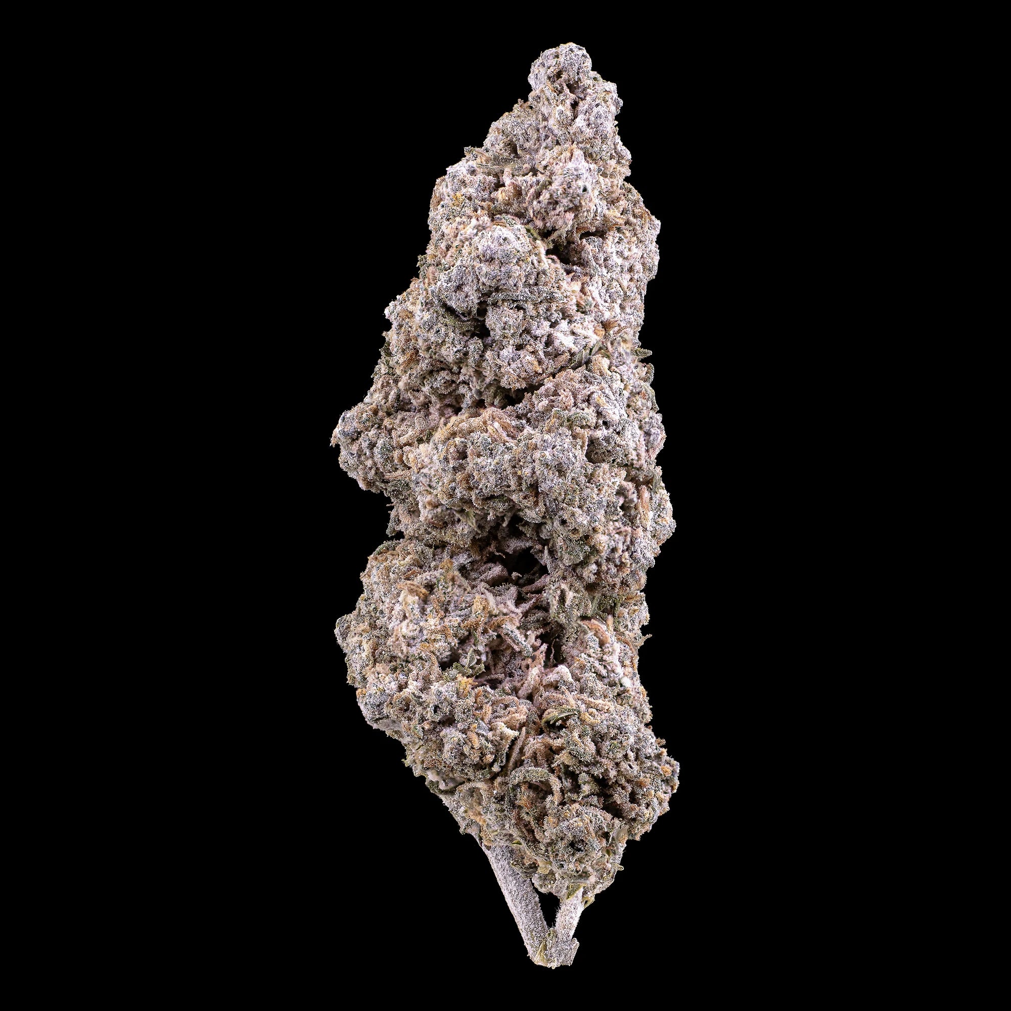 Jack Herer THCA Indoor Cannabisblüte mit starker Trichomschicht
