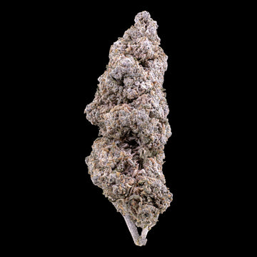 Jack Herer 25% THCA premium indoor flower with compact structure and dense trichome coverage