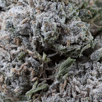 Close-up af Gorilla Glue blomst med tydelig trichomdækning og detaljeret tekstur. Farvespil af grønne blade og ravfarvede detaljer.