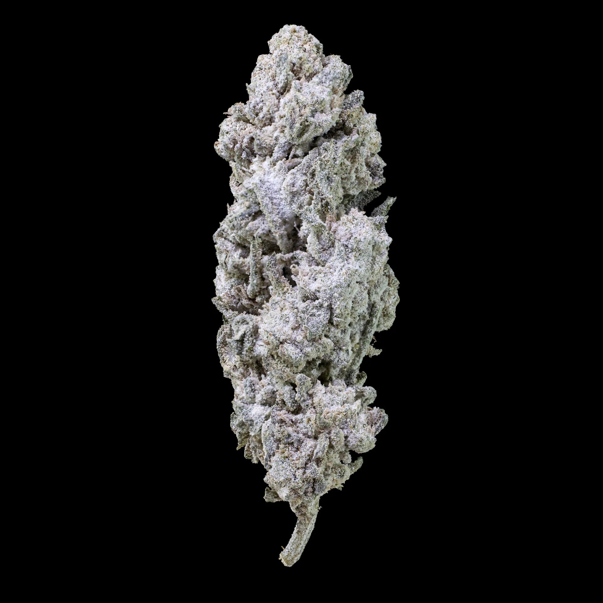 Grandaddy Kush topskud i høj kvalitet, med tætte lilla nuancer og rig trichome-dækning – dyrket i glasshouse-miljø i Holland.