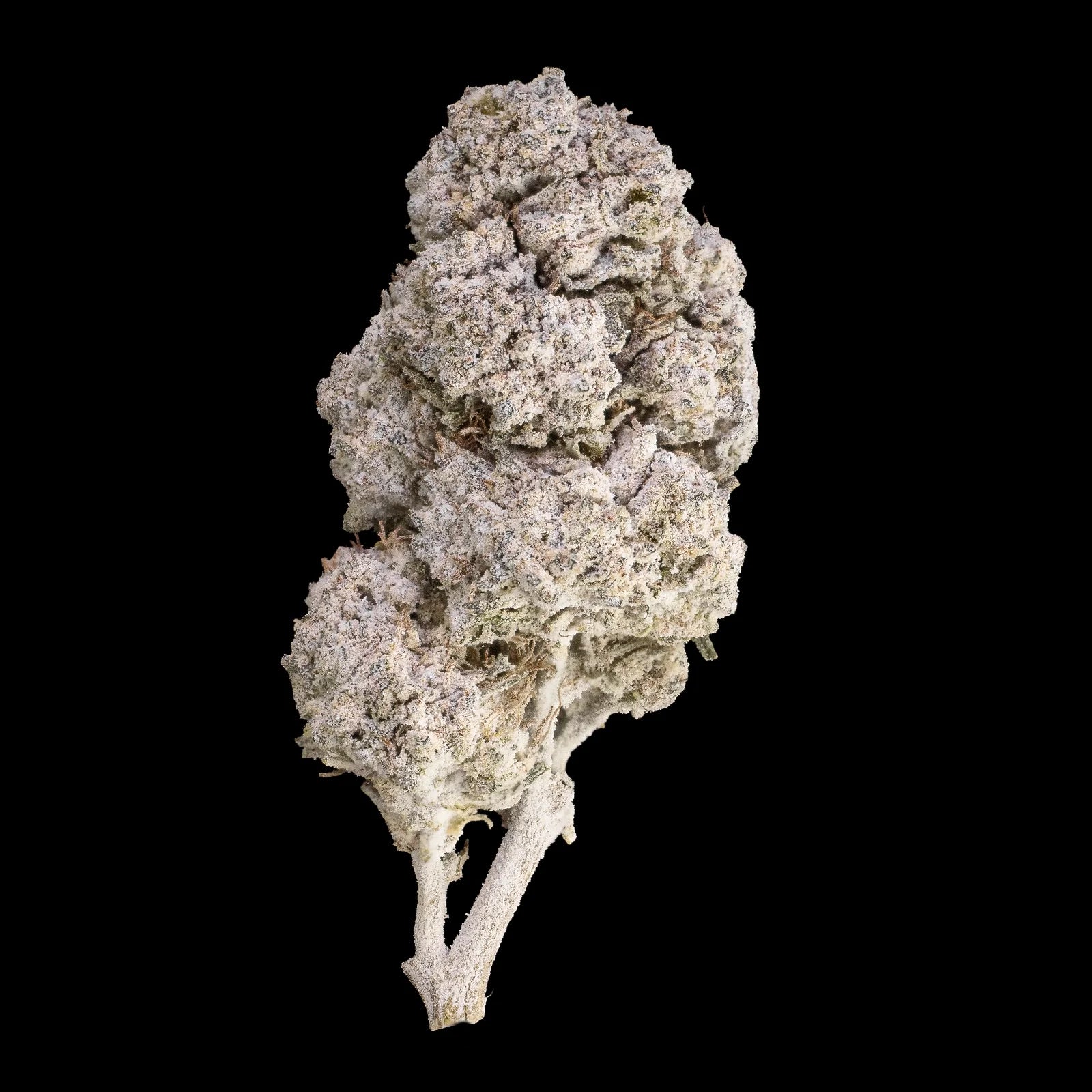 Gushers topskud med tæt, krystalliseret overflade og frosted look. Grøn-lilla nuancer og tydelig THCA-dækning.