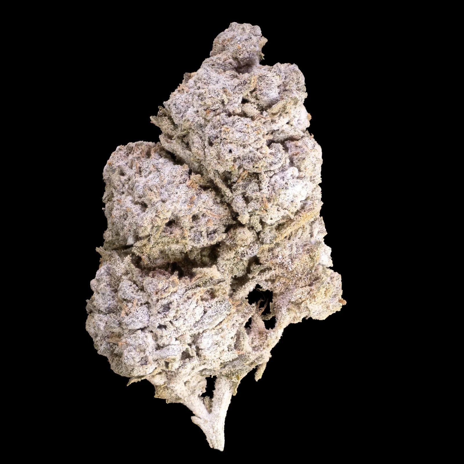 Half Baked topskud med tæt, frosted overflade og mørke grøn-lilla nuancer dækket af tykke THCA-trichomer.