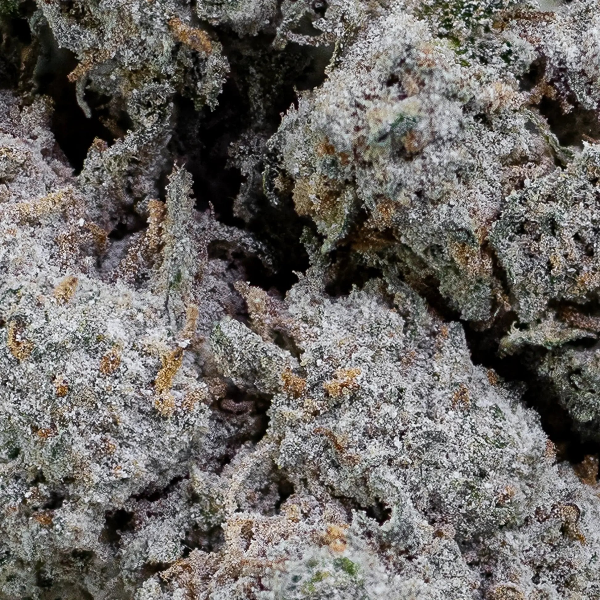 Nærbillede af Papaya Runtz topskud med fokus på trichomer, farvespil og blomstens tekstur. Overfladen er dækket i krystallinsk THCA med nuancer af grøn, lilla og orange.