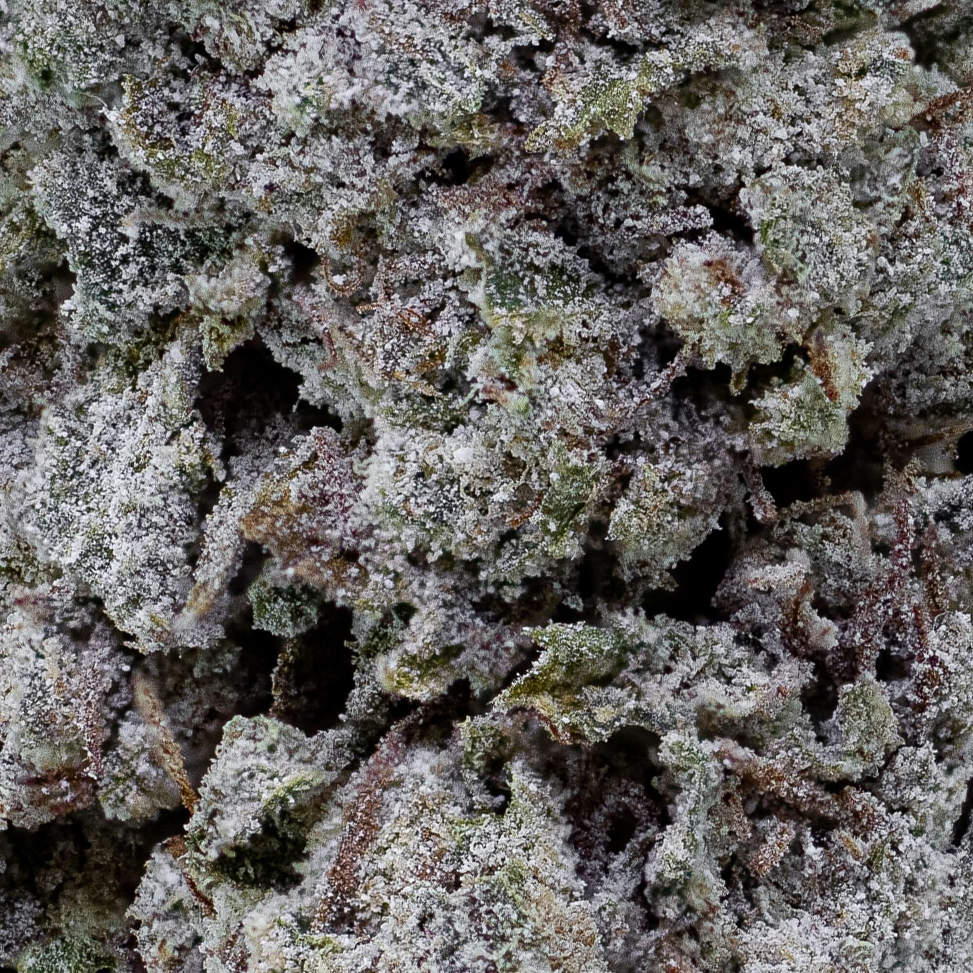 Close-up of Snow Kush GH bud showing trichomes and compact structure